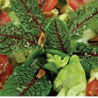 Raspberry Dressing Rumex Lettuce