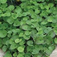 Emerald Falls Dichondra