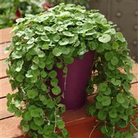 Emerald Falls Dichondra