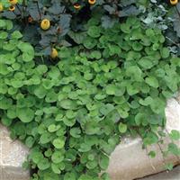 Emerald Falls Dichondra
