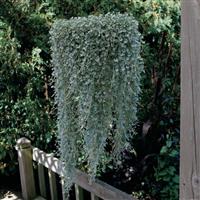 Silver Falls Dichondra