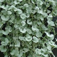 Silver Falls Dichondra