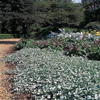 Silver Falls Dichondra