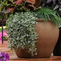 Silver Falls Dichondra