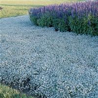 Silver Falls Dichondra