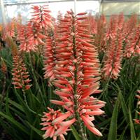 Aloe Safari Rose