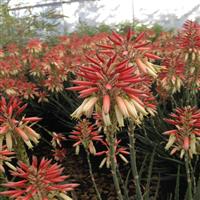 Aloe Safari Sunrise