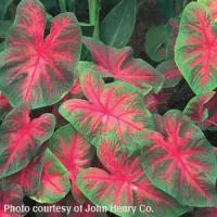 Bicolor Caladium
