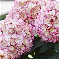 Kanmara<sup>®</sup> Rosé Hydrangea macrophylla