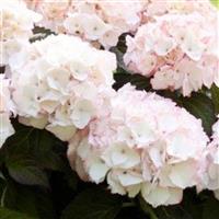 Kanmara<sup>®</sup> Champagne Hydrangea macrophylla