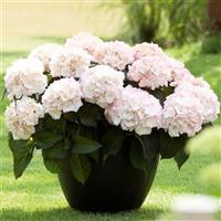 Kanmara<sup>®</sup> Champagne Hydrangea macrophylla