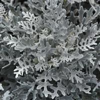 Silverdust Dusty Miller Maritima