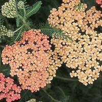 Achillea millefolium Appleblossom
