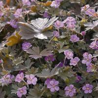 Geranium Bob's Blunder