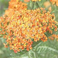 Achillea millefolium Terracotta