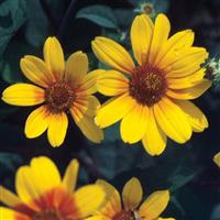 Heliopsis Prairie Sunset