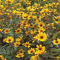 Heliopsis Prairie Sunset