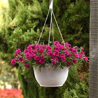 Falling In Love Rosie Dianthus
