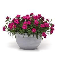 Falling In Love Rosie Dianthus