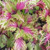 Peters Wonder Coleus