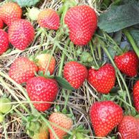 Sweet Kiss™ Strawberry