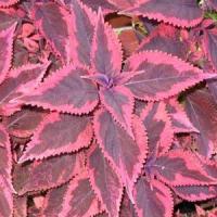 Religious Radish Coleus