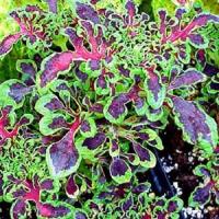 Fire Fingers Coleus