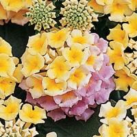 Lantana Pink Caprice