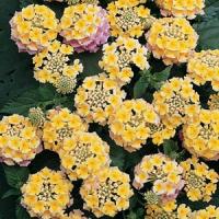 Lantana Pink Caprice