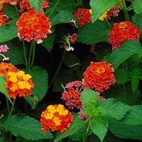 Lantana Ms Huff