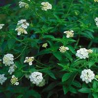 Silver Mound Lantana