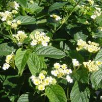 Snow White Lantana