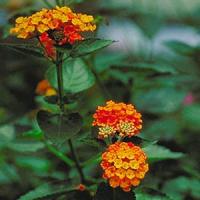 Spreading Sunset Lantana