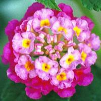 Athens Rose Lantana