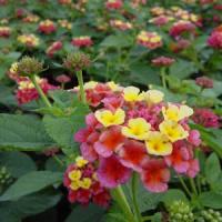 Lantana Confetti Purple Yellow