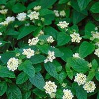 Denholm White Lantana