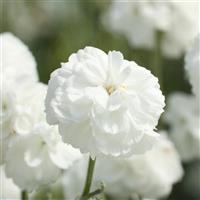 Achillea Marshmallow