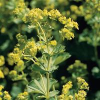 Alchemilla Thriller