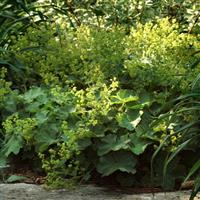Alchemilla Thriller
