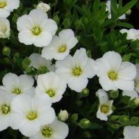 Arenaria montana 