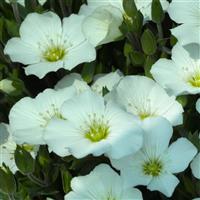 Arenaria Blizzard Compact