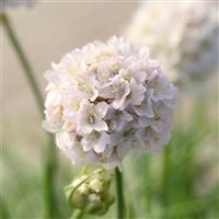 Armeria Morning Star White