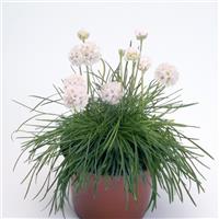 Armeria Morning Star White