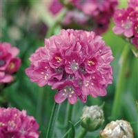 Armeria Morning Star Deep Rose