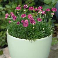 Armeria Morning Star Deep Rose