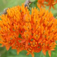 Asclepias tuberosa 