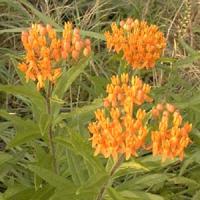 Asclepias tuberosa 