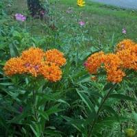 Asclepias tuberosa 