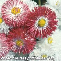 Bellis Habanera Mix
