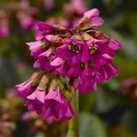 Bergenia Shoeshine Rose